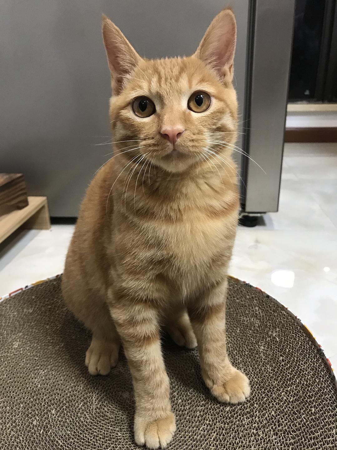 重庆橘猫最新日常，一只猫的温馨生活记录
